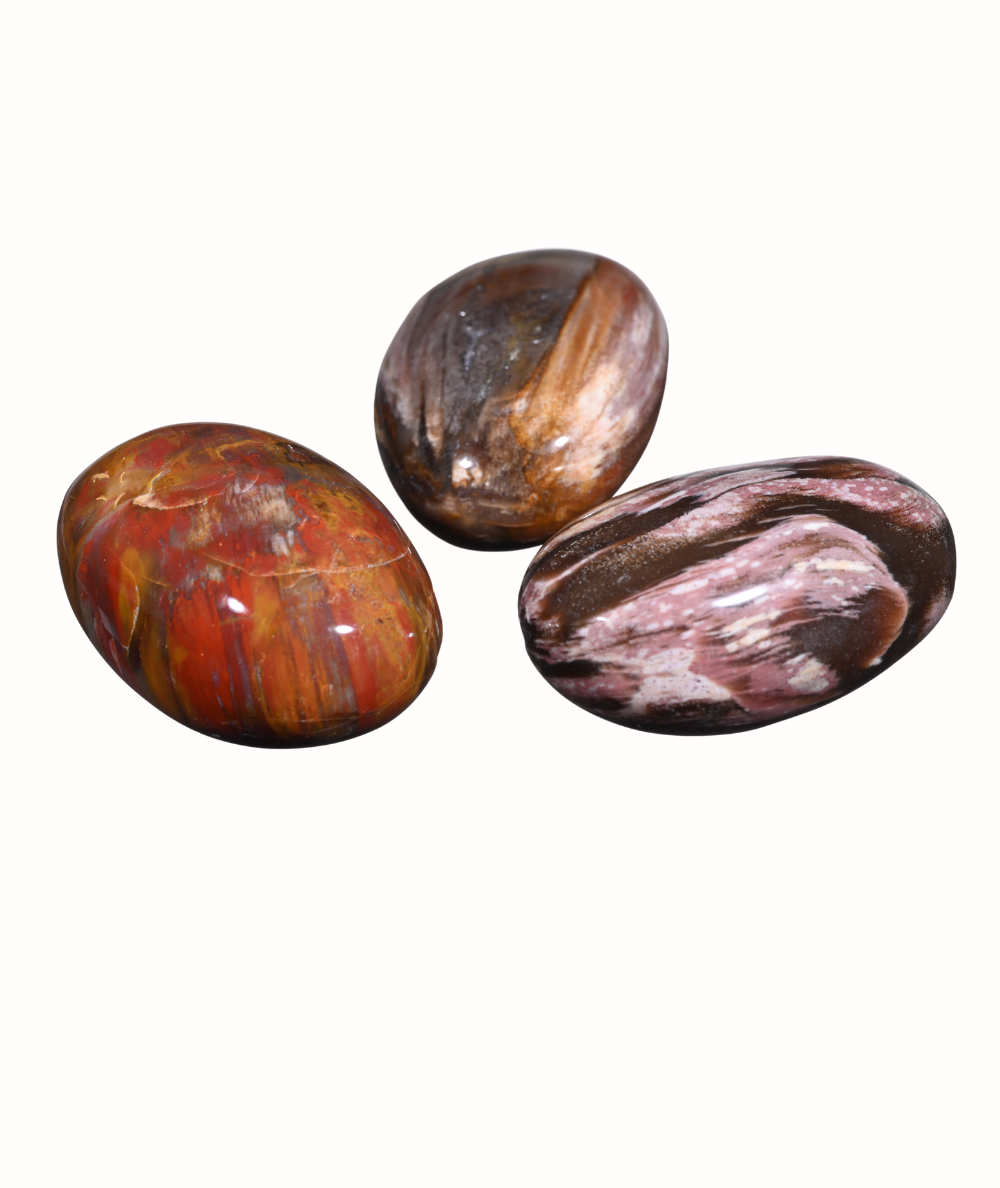 Bois Fossilisé (Pétrifié) - Galet