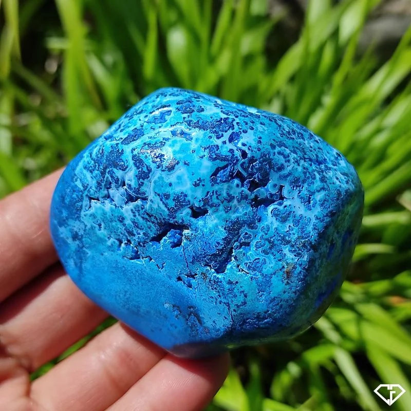 Chrysocolle polie