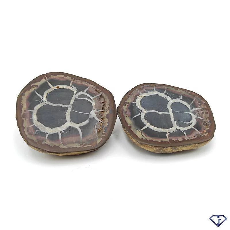 Paire de Septaria